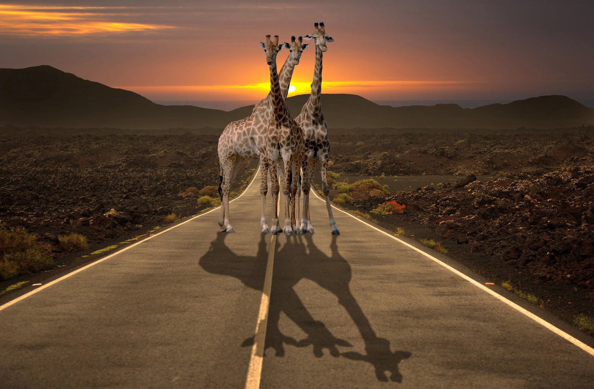 Photoshop Bildkomposition Giraffen