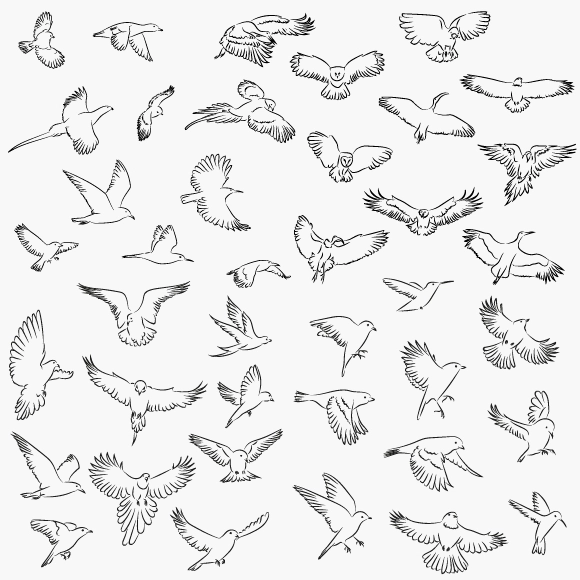 Zeichnungen von Vögeln